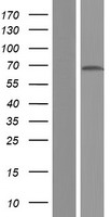 hnRNP Q (SYNCRIP) Human Over-expression Lysate