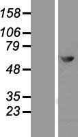 MTMR2 Human Over-expression Lysate