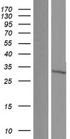 CISH Human Over-expression Lysate