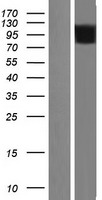 SH2B1 Human Over-expression Lysate