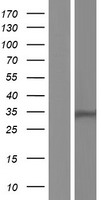 HSD17B13 Human Over-expression Lysate