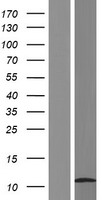 HSBP1L1 Human Over-expression Lysate