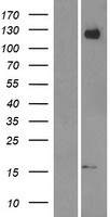 Amyloid Precursor Protein (APP) Human Over-expression Lysate