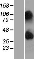 NIPAL4 Human Over-expression Lysate