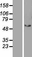 STAU2 Human Over-expression Lysate