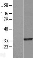 GPN3 Human Over-expression Lysate