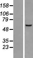 IQCC Human Over-expression Lysate