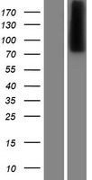 CPXM (CPXM1) Human Over-expression Lysate