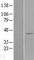 Leukotriene B4 Receptor 2 (LTB4R2) Human Over-expression Lysate