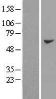 AARSD1 (PTGES3L-AARSD1) Human Over-expression Lysate