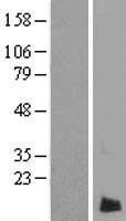 LMAN2L Human Over-expression Lysate