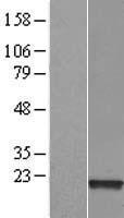 PPIAL4A Human Over-expression Lysate