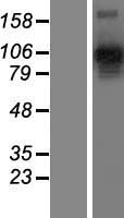 NRP2 Human Over-expression Lysate