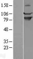 SEMA4A Human Over-expression Lysate