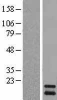 PIN4 Human Over-expression Lysate