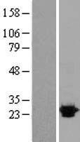 Sigma1 receptor (SIGMAR1) Human Over-expression Lysate