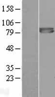 FURIN Human Over-expression Lysate