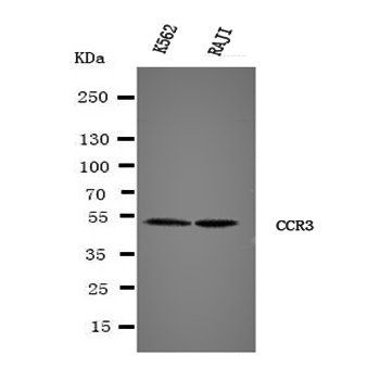 CCR3 Rabbit Polyclonal Antibody