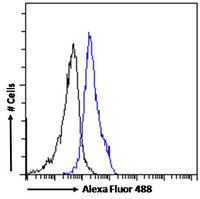 CECR2 Antibody