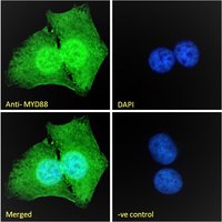 MYD88 Antibody