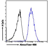 Arrestin beta 2 Antibody