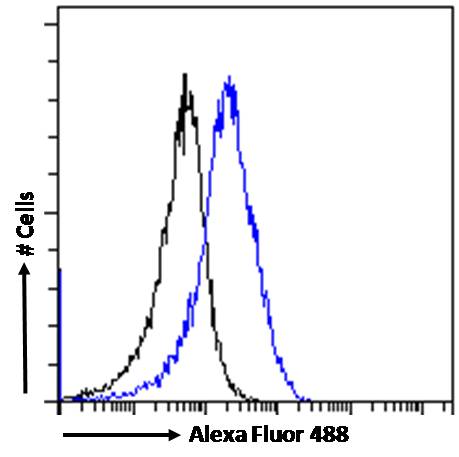 CHD5 Antibody