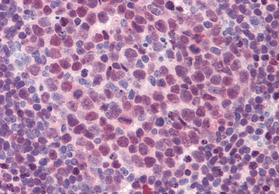 PU.1 Antibody