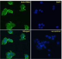 FBN1 Antibody