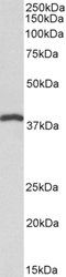 IDH3B (aa33-46) Antibody