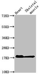 MB Antibody