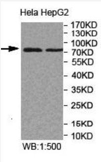 MPEG1 Antibody
