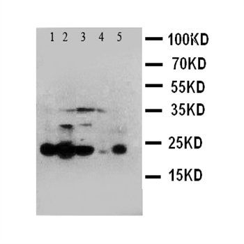 Caspase 4/CASP4 Rabbit Polyclonal Antibody