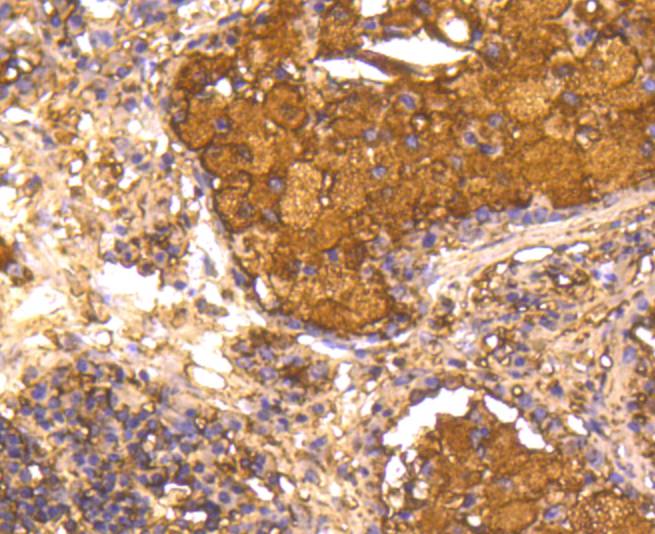 Caspase Antibody