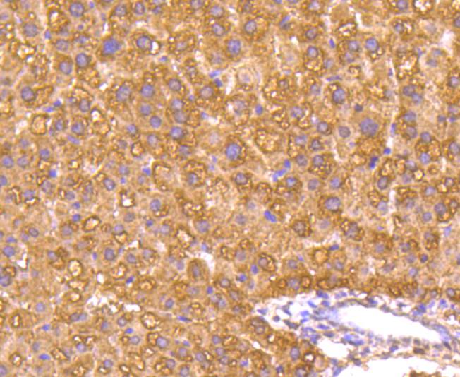 Caspase Antibody