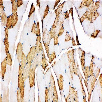 Myoglobin/MB Rabbit Polyclonal Antibody