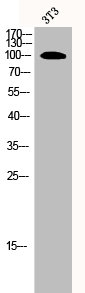 ORC1 Antibody