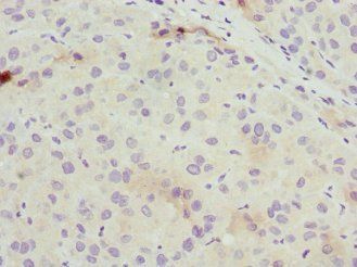 BGLAP Antibody