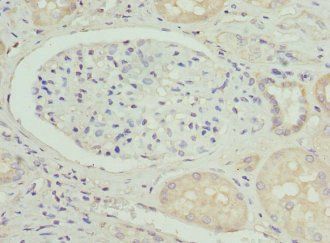 BGLAP Antibody