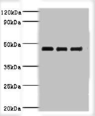 SERPINB14 Antibody