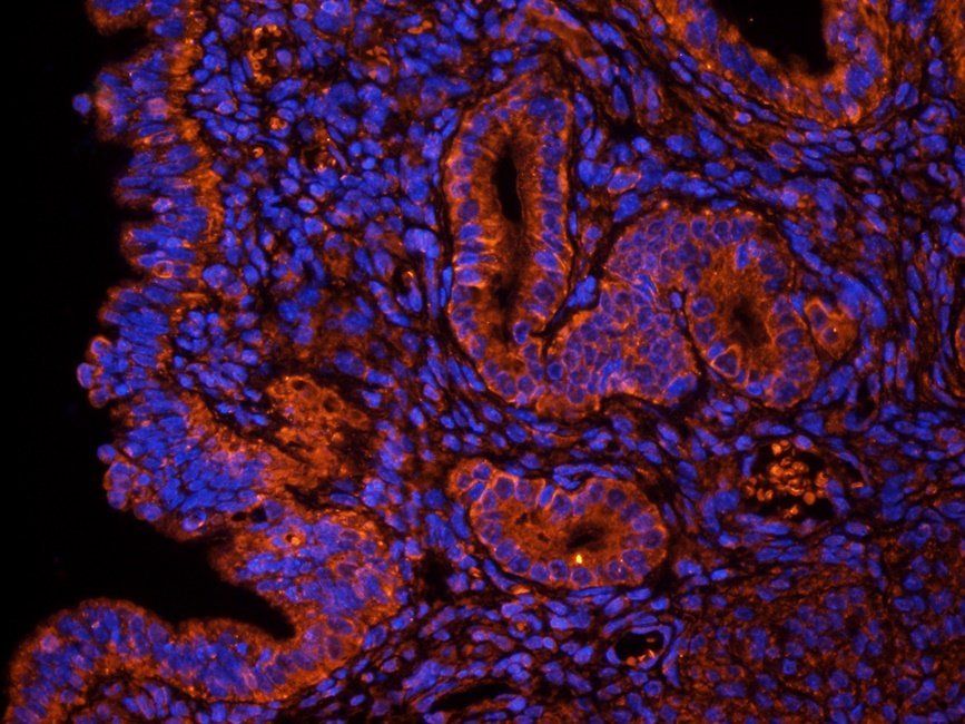 OVGP1 Rabbit Polyclonal Antibody