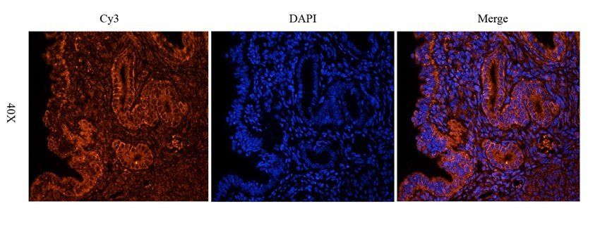 OVGP1 Rabbit Polyclonal Antibody