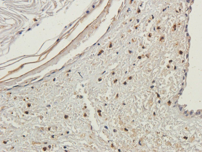 OVGP1 Rabbit Polyclonal Antibody