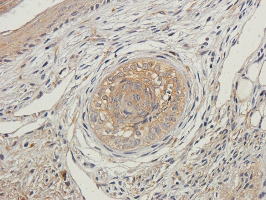 OVGP1 Rabbit Polyclonal Antibody