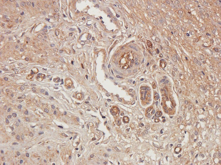 OVGP1 Rabbit Polyclonal Antibody