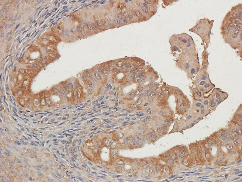 OVGP1 Rabbit Polyclonal Antibody
