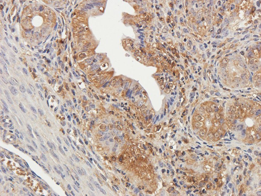 OVGP1 Rabbit Polyclonal Antibody