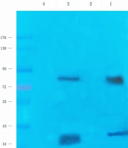OVGP1 Rabbit Polyclonal Antibody