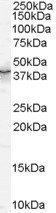 Quaking/QKI Antibody