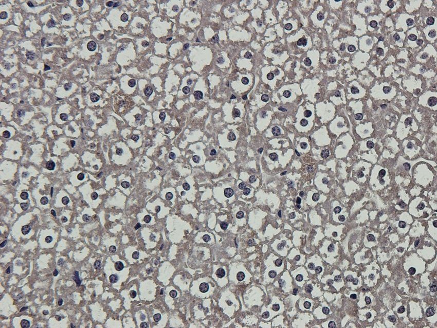 S13A2 Rabbit Polyclonal Antibody