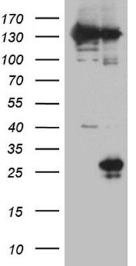 SAMSN1 Antibody